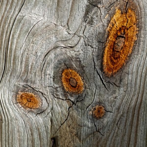 Holz mit Augen